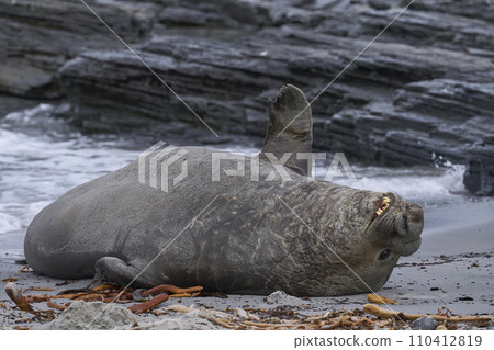 Male Southern Elephant Seal Male Southern Elephant Seal 110412819