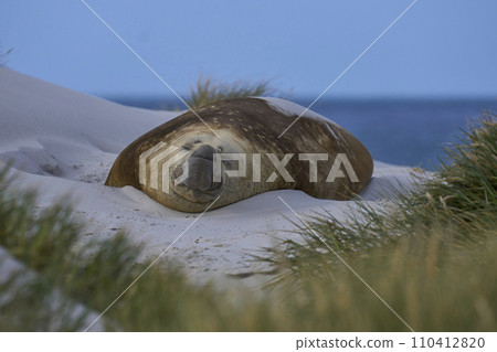 Male Southern Elephant Seal 110412820