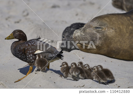 Falkland Steamer Ducks and brood 110412880
