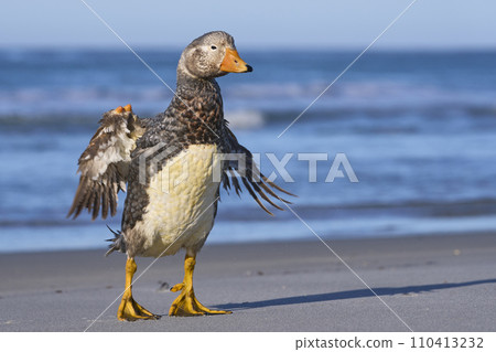 Falkland Steamer Duck 110413232