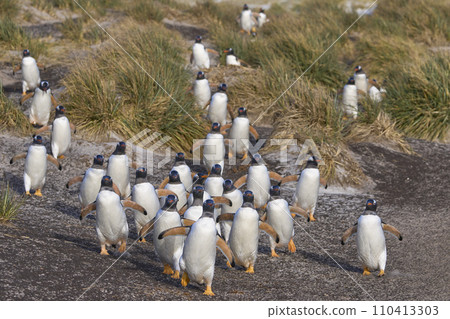 Gentoo Penguins on the move Gentoo Penguins on the move 110413303