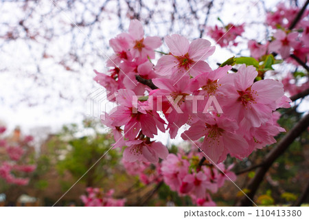 美麗的櫻花 美麗的櫻花 110413380