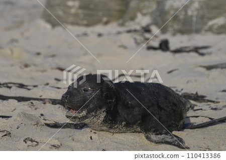 Southern Elephant Seal pup 110413386