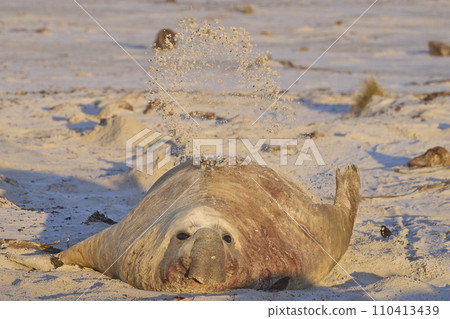Male Southern Elephant Seal Male Southern Elephant Seal 110413439