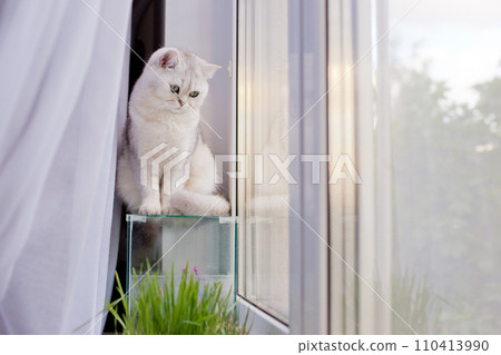 Cute white british short hair cat sitting on an empty glass aquarium look at the window Cute white british short hair cat sitting on an empty glass aquarium look at the window 110413990