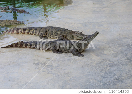 The crocodile is stay near the river 110414203