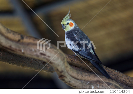 The mini parrot bird on stick tree The mini parrot bird on stick tree 110414204