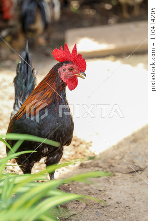 The fighting cock in garden nature farm at thailand 110414205
