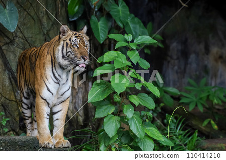 Close up Indochinese tiger is beautiful animal and dangerous in forest 110414210