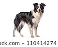 Black and white border collie stand, isolated on white background. AI generated 110414274