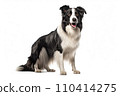 Black and white border collie sitting, isolated on white background. AI generated 110414275