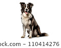 Black and white border collie sitting, isolated on white background. AI generated 110414276