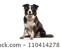 Black and white border collie sitting, isolated on white background. AI generated 110414278