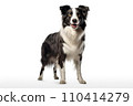 Black and white border collie stand, isolated on white background. AI generated 110414279