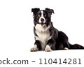 Black and white border collie sitting, isolated on white background. AI generated 110414281