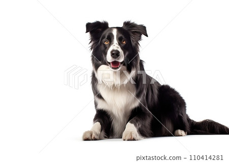 Black and white border collie sitting, isolated on white background. AI generated 110414281