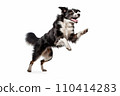 Black and white border collie jumping, isolated on white background. AI generated 110414283