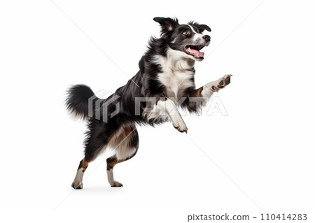 Black and white border collie jumping, isolated on white background. AI generated Black and white border collie jumping, isolated on white background. AI generated 110414283