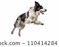 Black and white border collie jumping, isolated on white background. AI generated 110414284