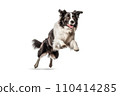 Black and white border collie jumping, isolated on white background. AI generated 110414285