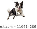 Black and white border collie jumping, isolated on white background. AI generated 110414286