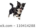 Black and white border collie jumping, isolated on white background. AI generated 110414288
