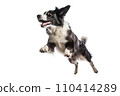 Black and white border collie jumping, isolated on white background. AI generated 110414289