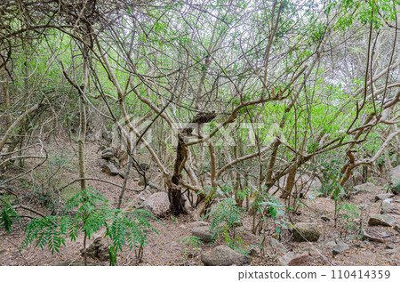 Rocky trail on Chamundi Hills, Mysore, India 110414359