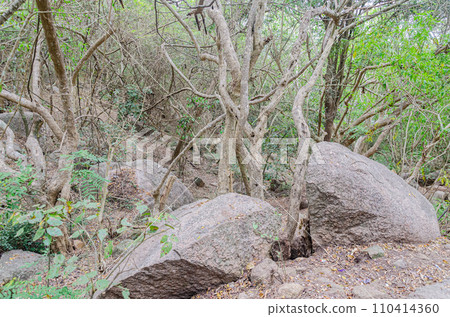 Rocky trail on Chamundi Hills, Mysore, India 110414360