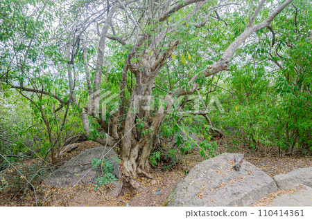 Rocky trail on Chamundi Hills, Mysore, India 110414361