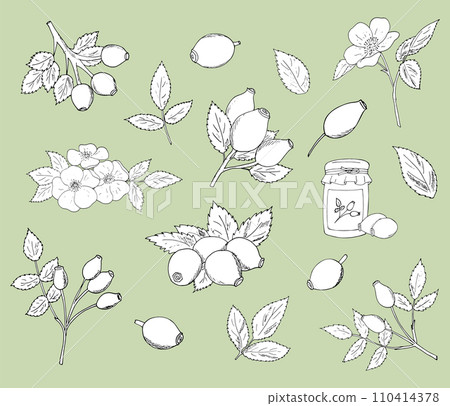Rosehip hand-drawn vector drawing. Isolated berry Rosehip branch sketch set with fruit. Isolated berry branch sketch on white background.  Detailed hand-drawn vegetarian food. 110414378