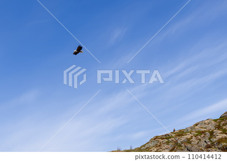 An eagle soars in the expansive blue sky above a rocky hillside, captured at the Lofoten in Norway 110414412