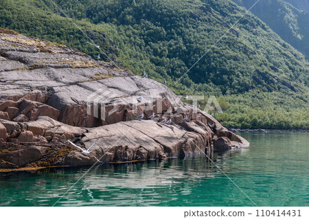 Seagulls rest on a Lofoten fjord's rocky shores, amidst clear waters and green mountains 110414431