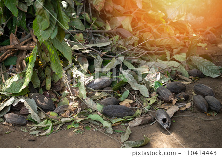 Chocolate tree plant disease 110414443