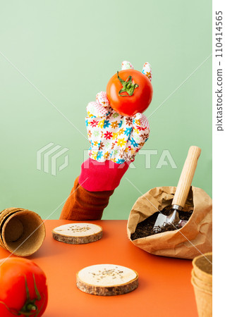 Hand in a glove planting tomato seeds Hand in a glove planting tomato seeds 110414565