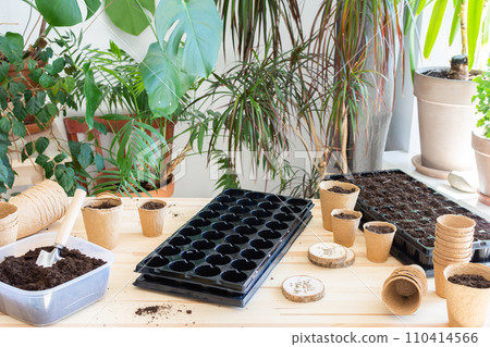 Planting tomato seeds on seedlings at home Planting tomato seeds on seedlings at home 110414566