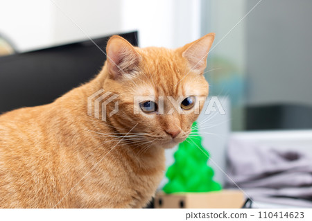 Big ginger cat closeup portrait at home Big ginger cat closeup portrait at home 110414623