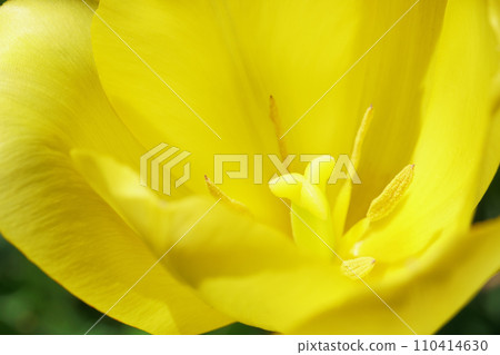 Spring gardening yellow tulips blooming in the garden Spring gardening yellow tulips blooming in the garden 110414630