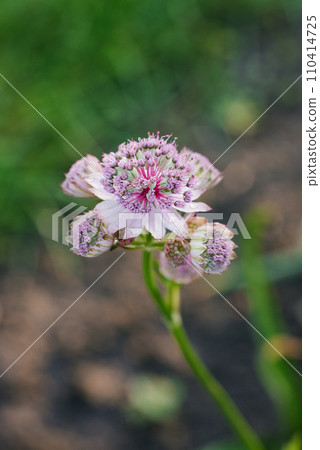 Delicate pink astrantia flowers in summer in the garden Delicate pink astrantia flowers in summer in the garden 110414725