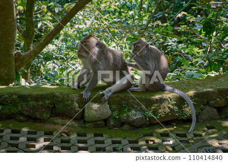 Balinese long tailed macaque monkey in Ubud Monkey Forest, Ubud, Bali, Indonesia. 110414840