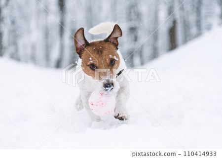 Active dog playing fetch with ball toy on snow in winter park 110414933