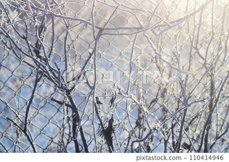Branches covered with frost. Winter specific. Winter light. Freeze-framed beauty of a plant coated in nature's frozen jewels. A plant draped in shimmering frost.  110414946