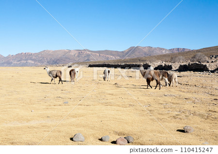 Bolivian llama breeding,Bolivia Bolivian llama breeding,Bolivia 110415247