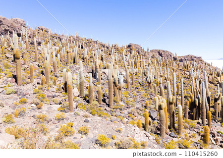 Salar de Uyuni view from Isla Incahuasi 110415260