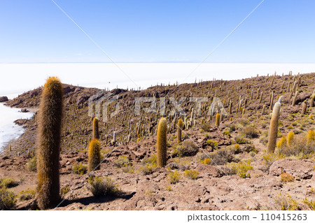 Salar de Uyuni view from Isla Incahuasi 110415263