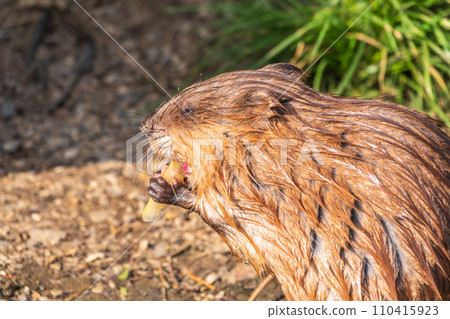 Wild animal Muskrat, Ondatra zibethicuseats, eats on the river bank 110415923