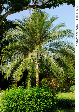 Palm tree in Royal Botanic King Gardens. Sri Lanka. Vertical photo. 110416028