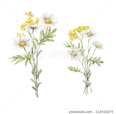 Watercolor Daisy and tansy. Hand drawn illustration of Chamomile and little violet bell. bouquet of white blossom flowers on isolated background. Drawing botanical clipart. Painted wildflowers. 110416075