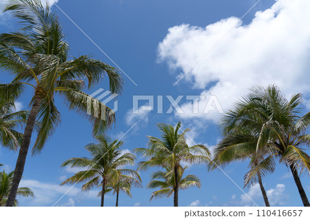 Palm tree stretching towards the blue sky Palm tree stretching towards the blue sky 110416657