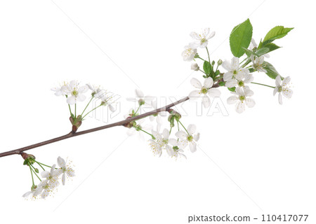 Cherry blossom 110417077